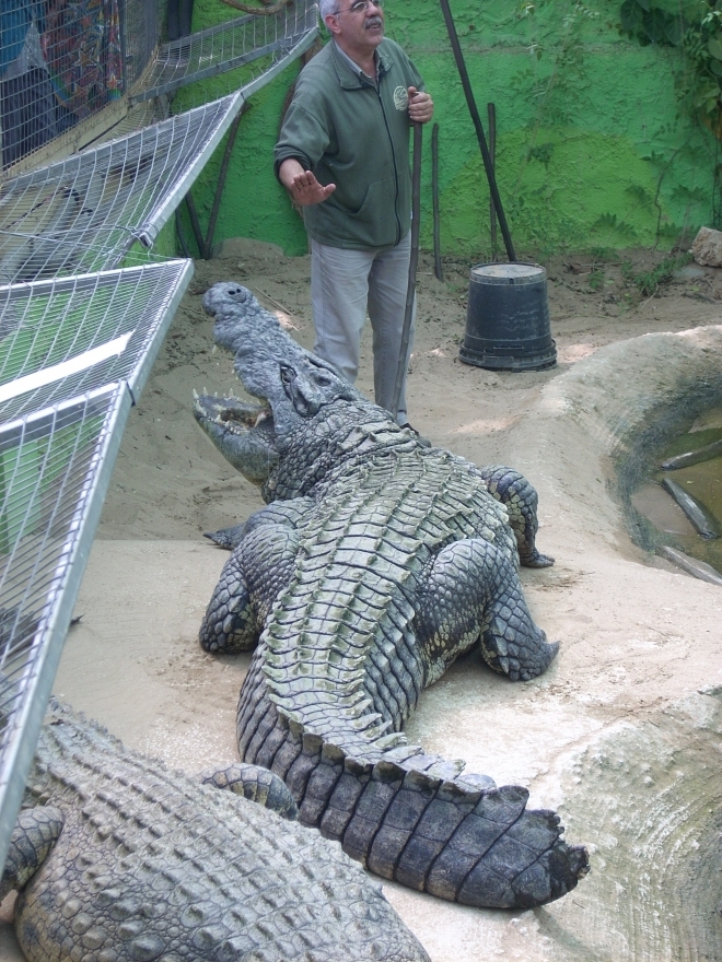 Crocodile park in Torremolinos offers guided tours and demostrations
