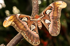 benalmadena-mariposario butterfly zoo